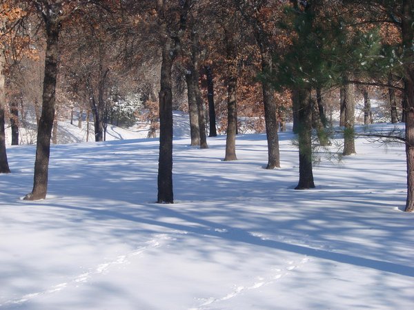 Winter wonderland